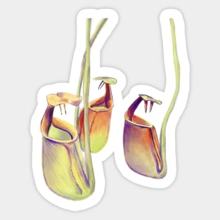 Nepenthes bicalcarata | carnivorous plant | pitcher plant Sticker